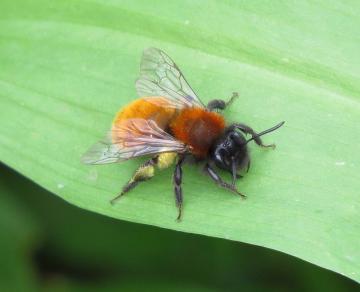 andrena fulva